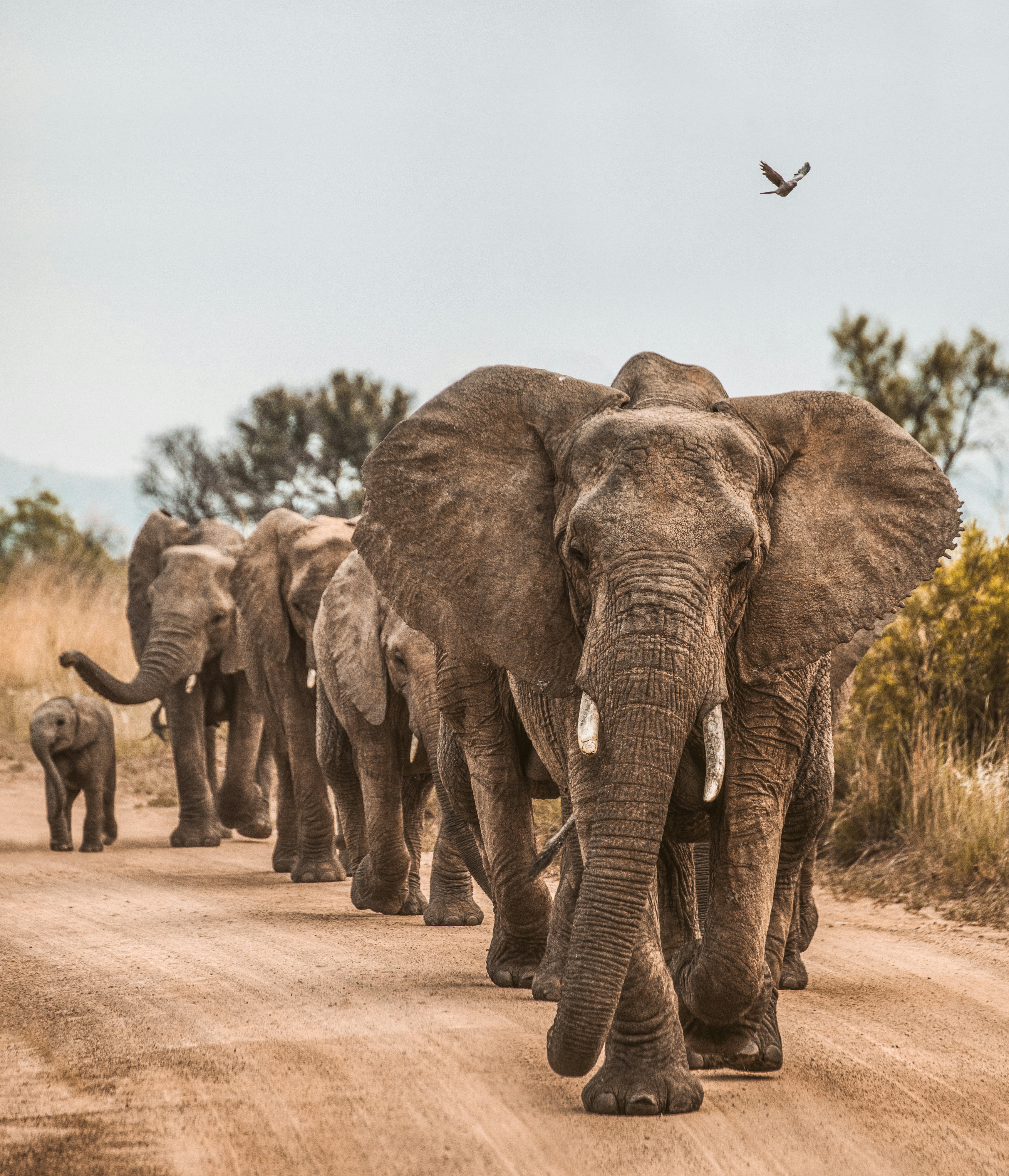 Kruger National Park, South Africa