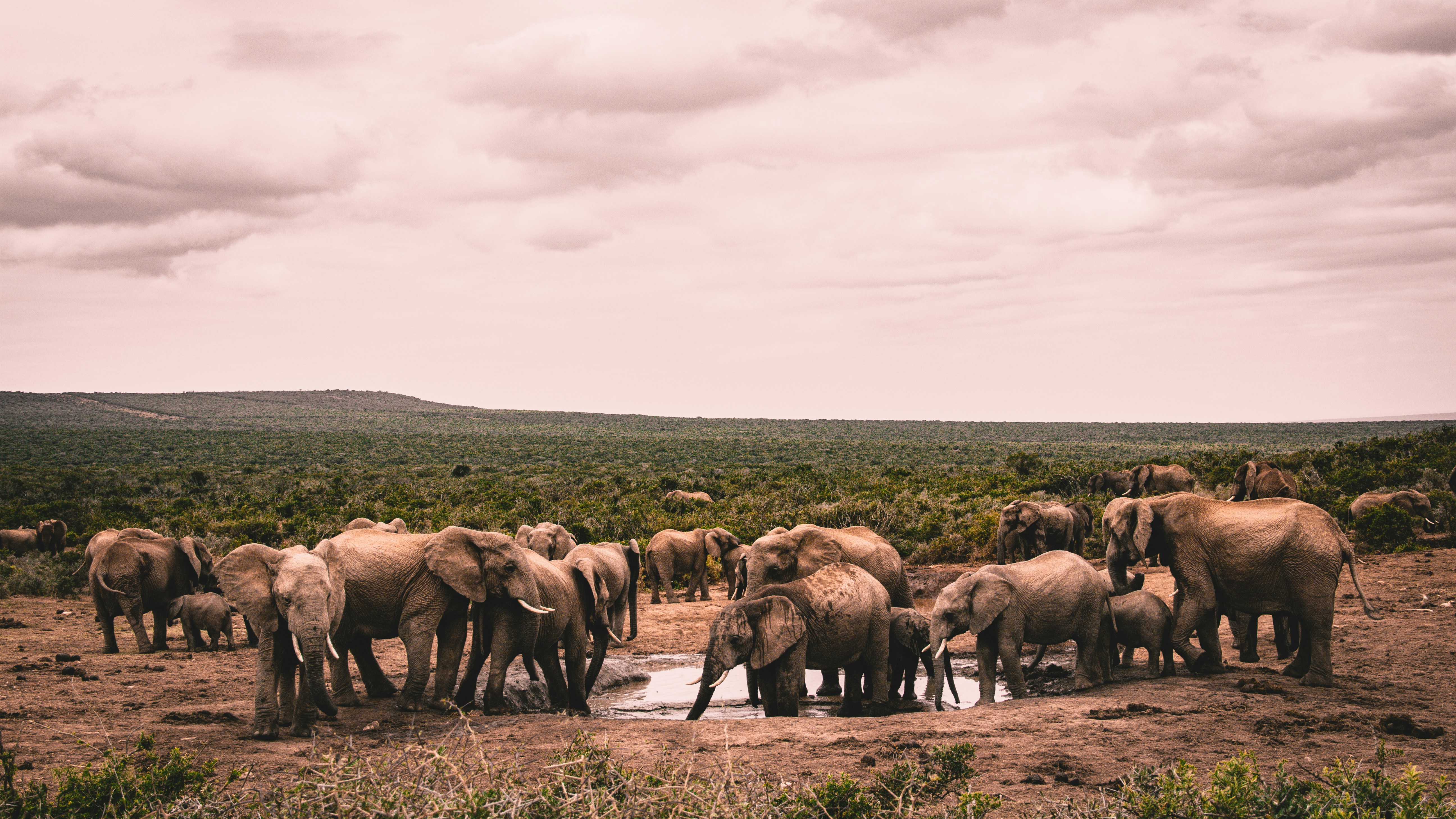 Addo & the Eastern Cape, South Africa