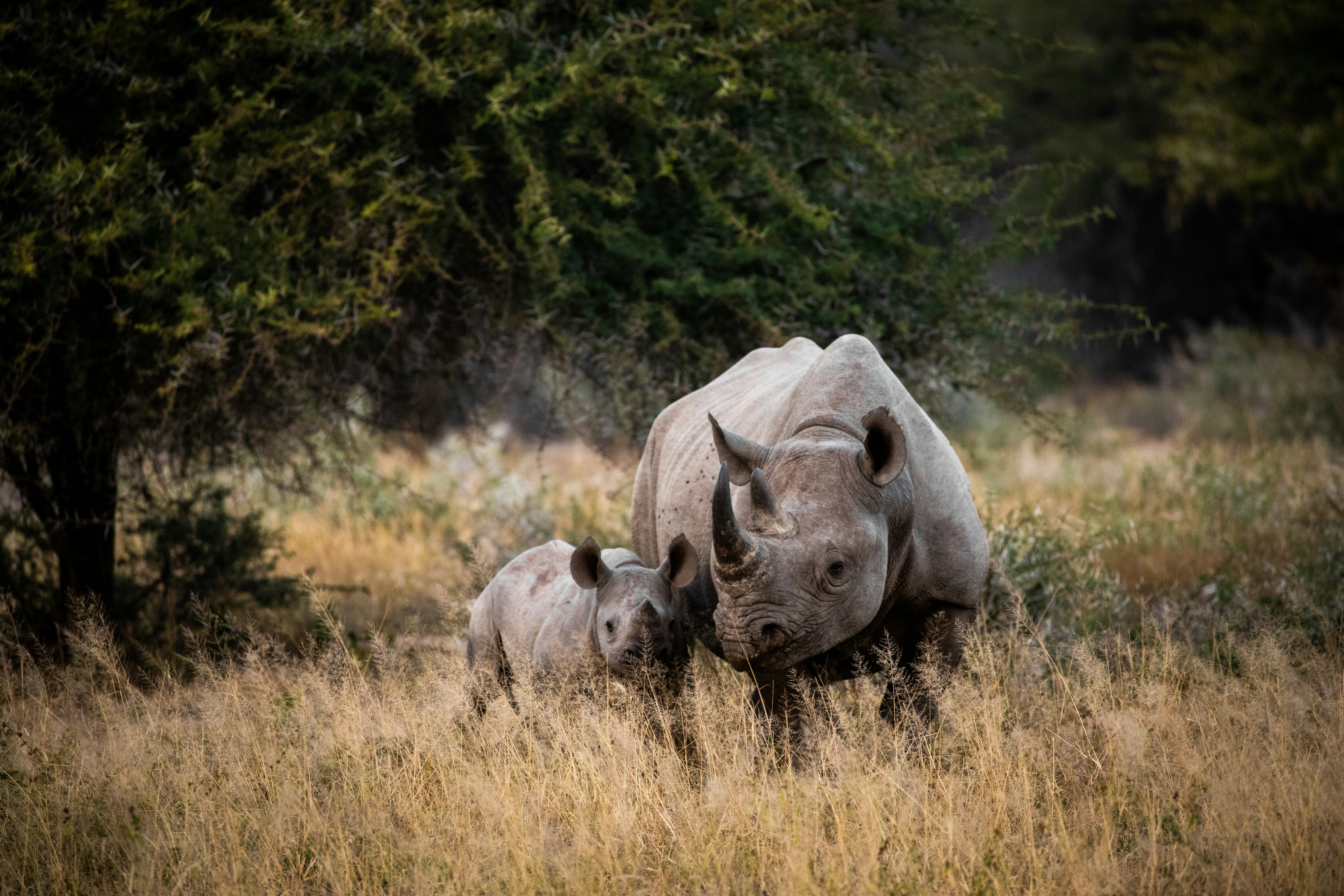 Day 4: To the Timbavati