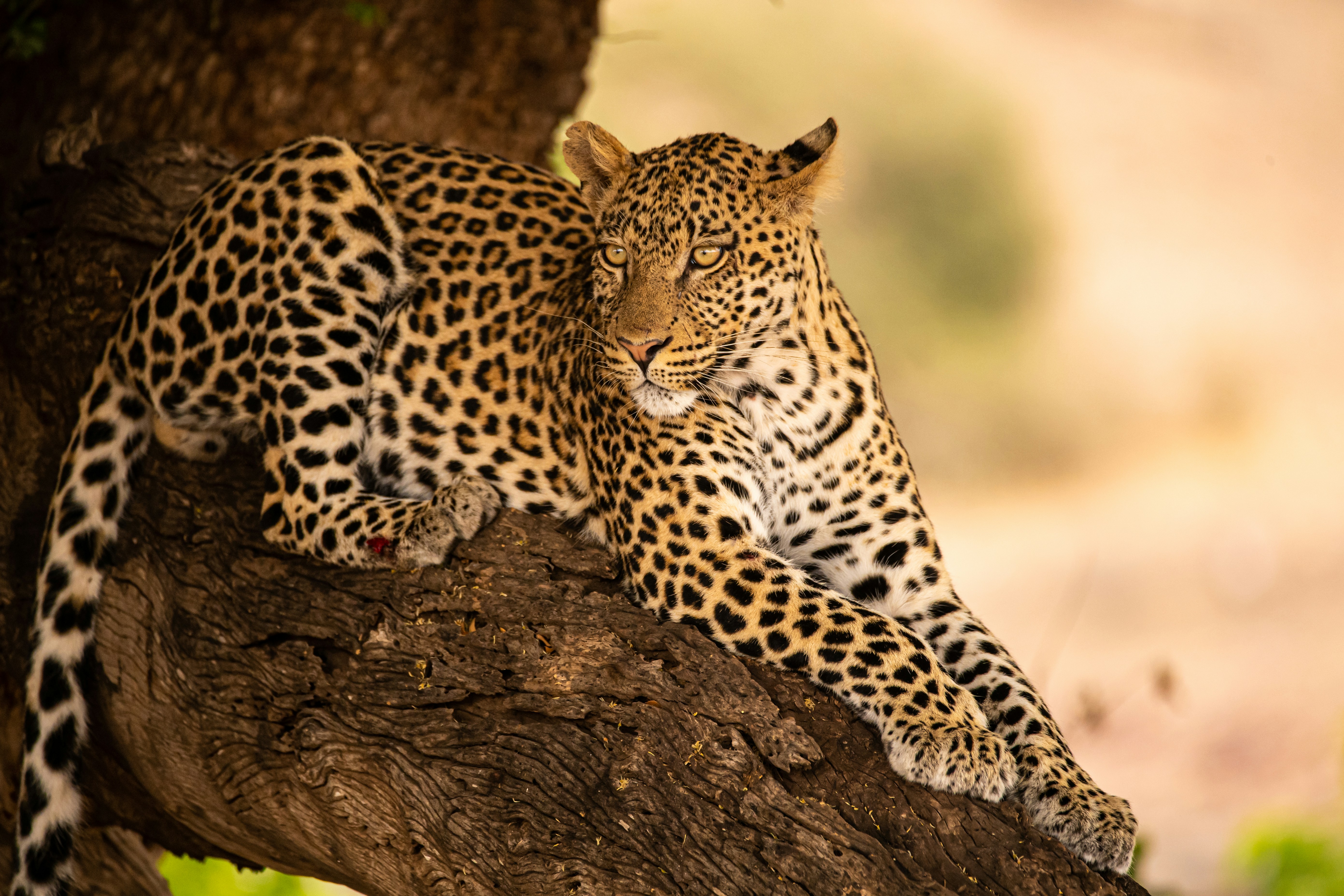 Sabi Sand & Greater Kruger, South Africa