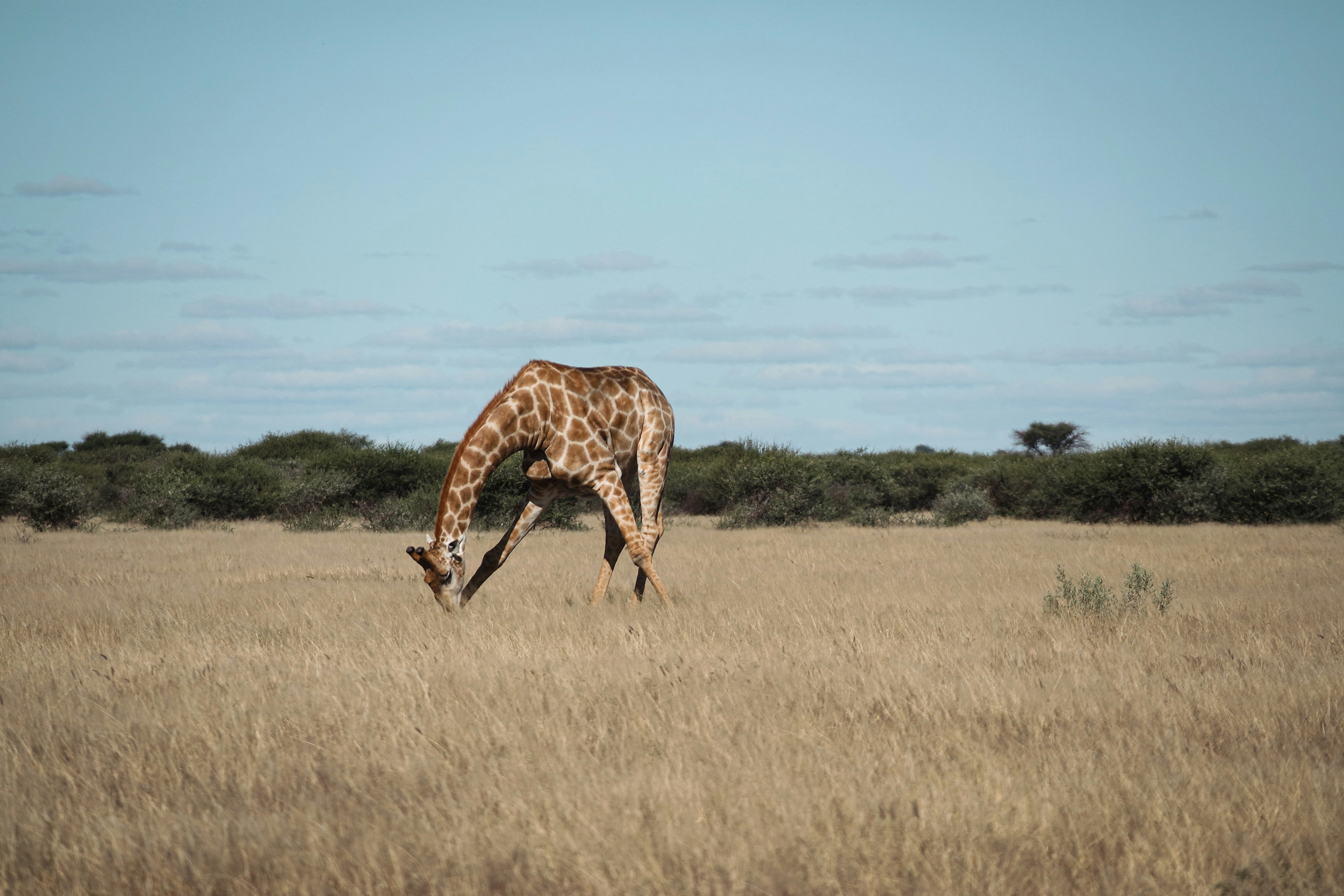 Tage 5–8: Greater Kruger