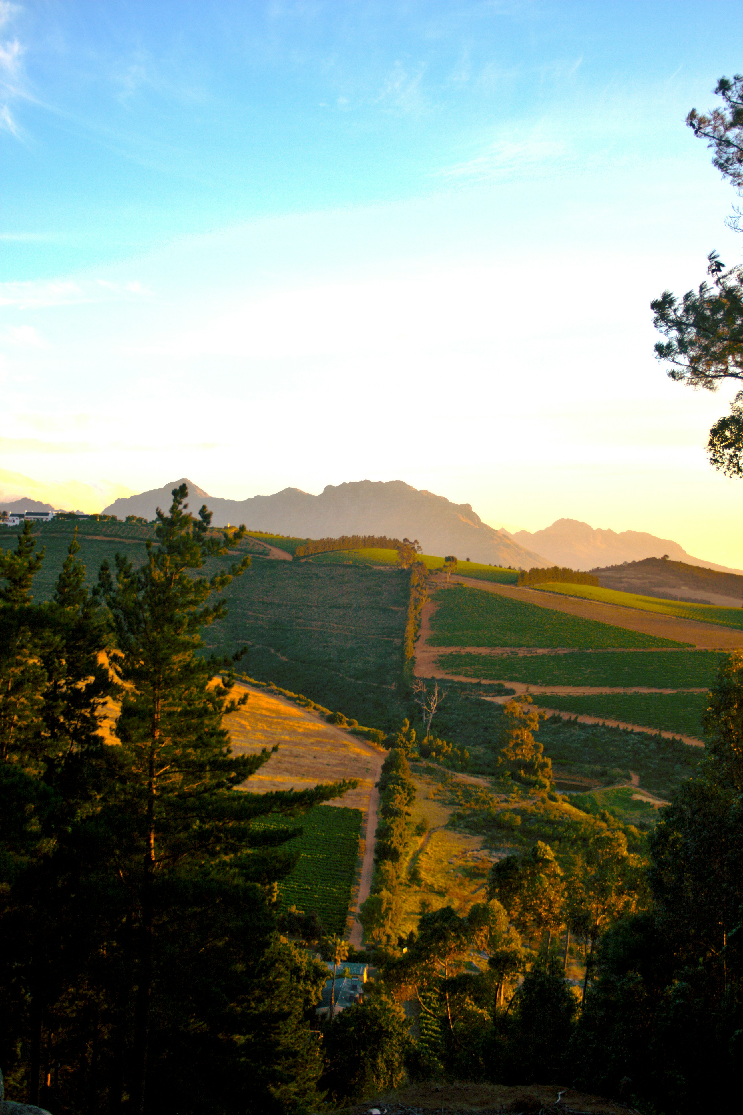 Fynbos Ridge Estate, Helderberg, Stellenbosch
